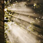 만성피로, 현대인의 고질병…작은 습관 변화로 활력 되찾기 sun rays coming through trees