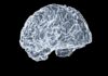 일상 속 뇌건강, 작지만 강한 습관이 만든다 a close up of a human brain on a black background