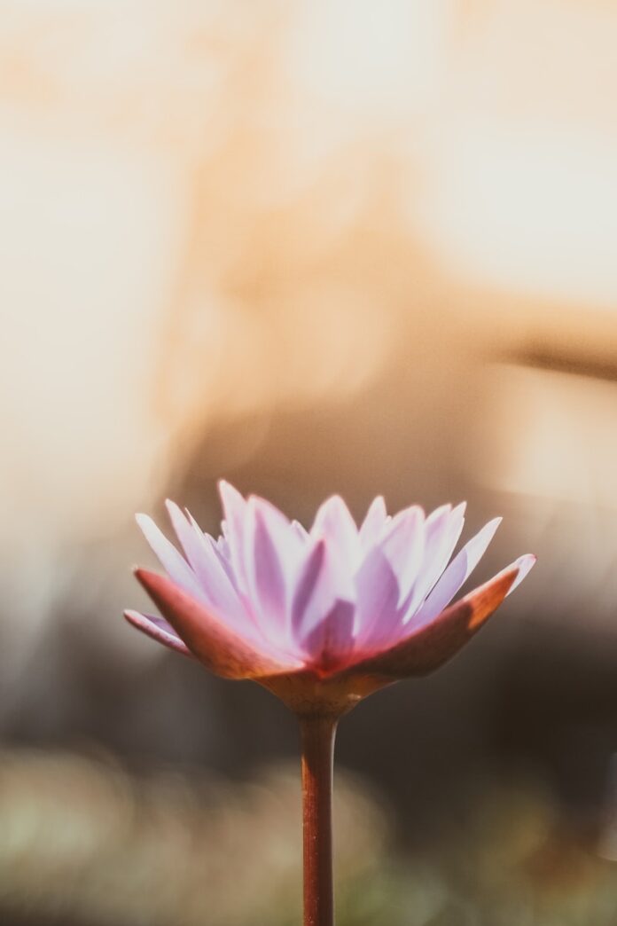 Photo by Saffu shallow focus photography of purple flower